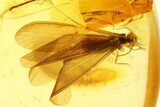 Polished Colombian Copal ( g) - Winged Termites and Fly! #293560-2